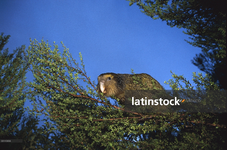 Loro nocturno flightless Kakapo (Strigops Habroptilus), criados a mano, alimentación en casos de sem