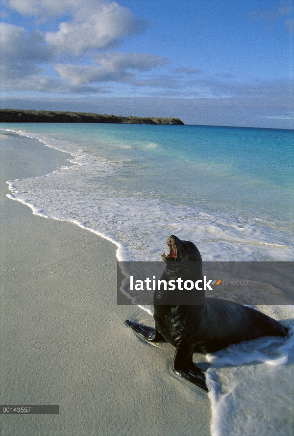 León marino de Galápagos (Zalophus wollebaeki) bull llegando en tierra, playa Gardner, isla española