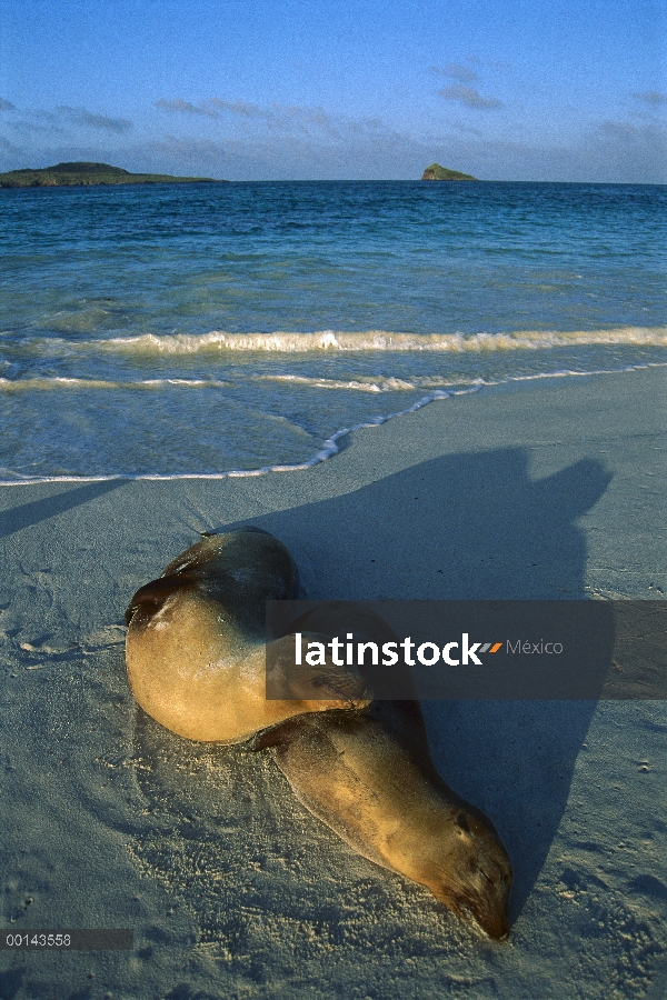 León marino de Galápagos (Zalophus wollebaeki) vaca y cría durmiendo en la playa coral, Bahía Gardne