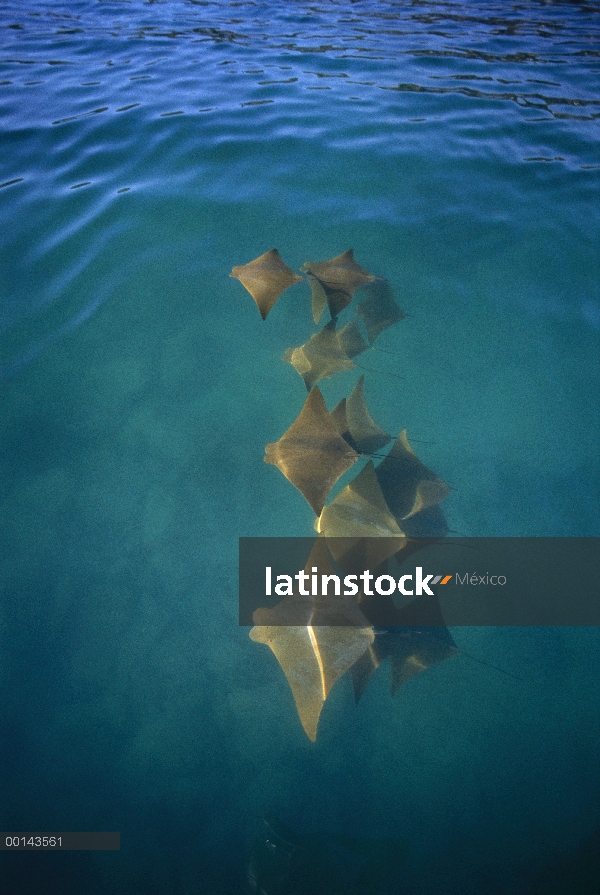 Oro Cownose Ray (Rhinoptera steindachneri) escolaridad en Laguna tranquila, Academia Bay, isla de Sa