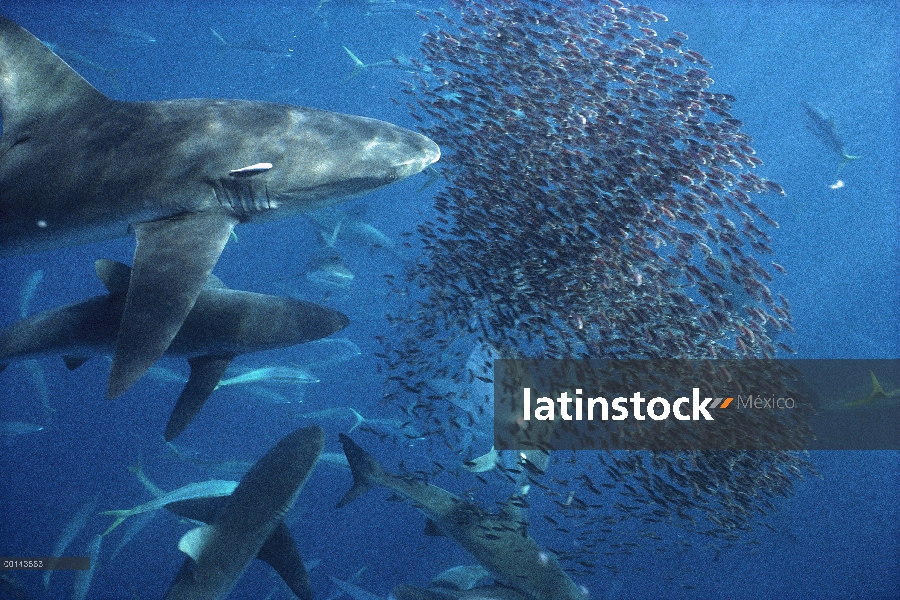 Sedosos tiburones (Carcharhinus falciformis) offshore alimentación frenzy, Isla Wenman, Islas Galápa