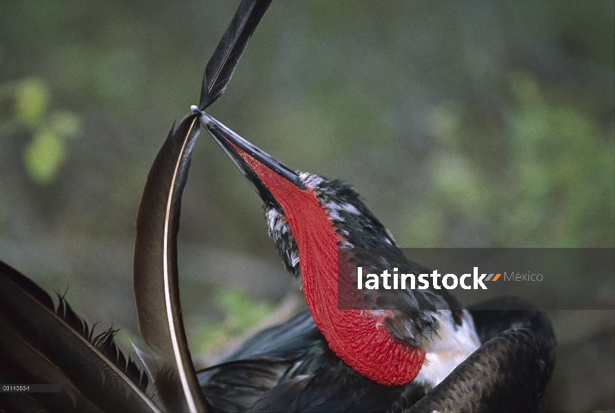 Gran hombre Frigatebird (Fregata minor) preening cola plumas, Isla Genovesa, Galápagos, Ecuador