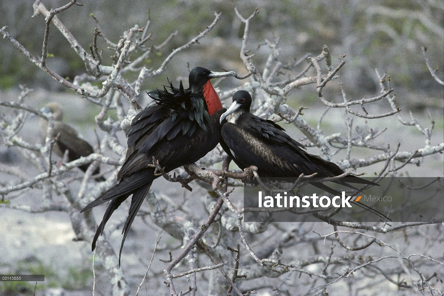 Gran Frigatebird (Fregata minor) recién formado par con la bolsa del macho comienza a marchitarse, I