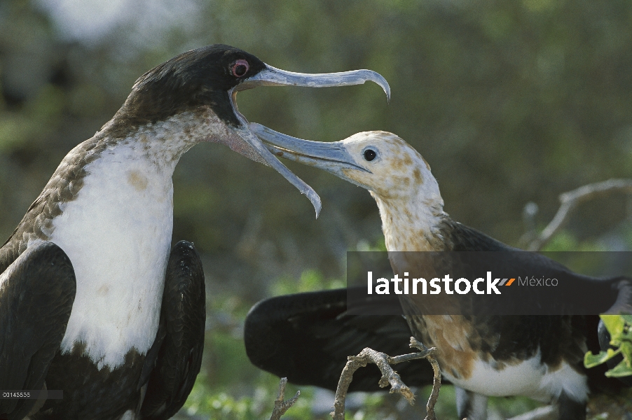 Gran mujer Frigatebird (Fregata minor) alimentación juvenil tiempo después emancipación, Isla Genove