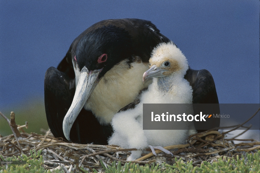 Gran madre Frigatebird (Fregata minor) custodiando el polluelo en el nido, Punta Cevallos, isla espa