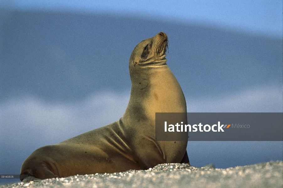 León marino de Galápagos (Zalophus wollebaeki) mujer tomando el sol en la playa, Punta Espinosa, Isl
