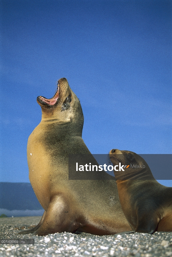 León marino de Galápagos (Zalophus wollebaeki) hembra con crías de un año, Punta Espinosa, Isla Fern