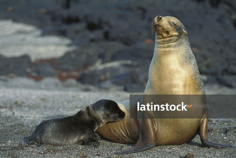 León marino de Galápagos (Zalophus wollebaeki) madre lactancia recién nacido cachorro, Punta Espinos