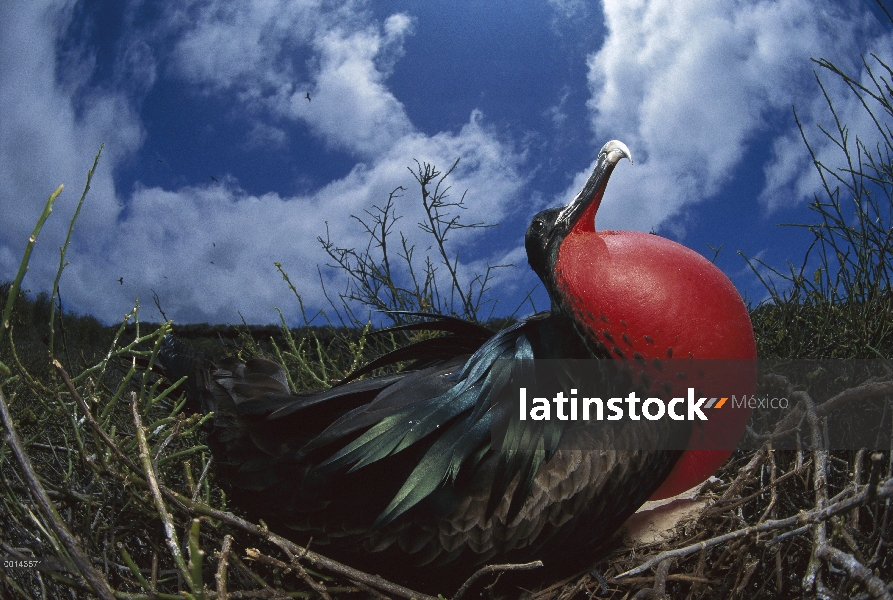 Gran hombre Frigatebird (Fregata minor) en la exhibición de cortejo con bolsa gular completamente in