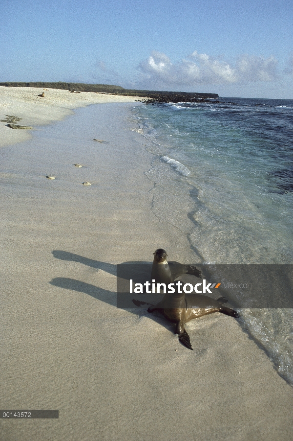 León marino de Galápagos (Zalophus wollebaeki) cachorros jóvenes en onda lavan mientras que las madr