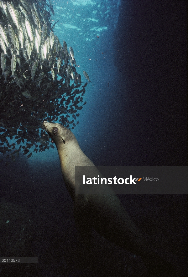 Cachorro de León marino de Galápagos (Zalophus wollebaeki) pesca en medio de la escuela del pargo ra