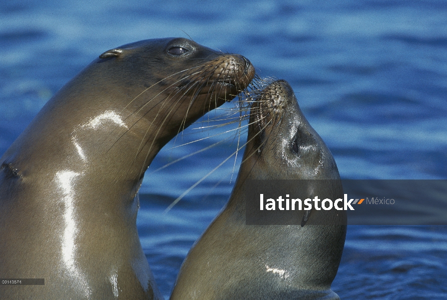 Hembras de León marino de Galápagos (Zalophus wollebaeki) socialización, Punta Espinosa, Fernandina 