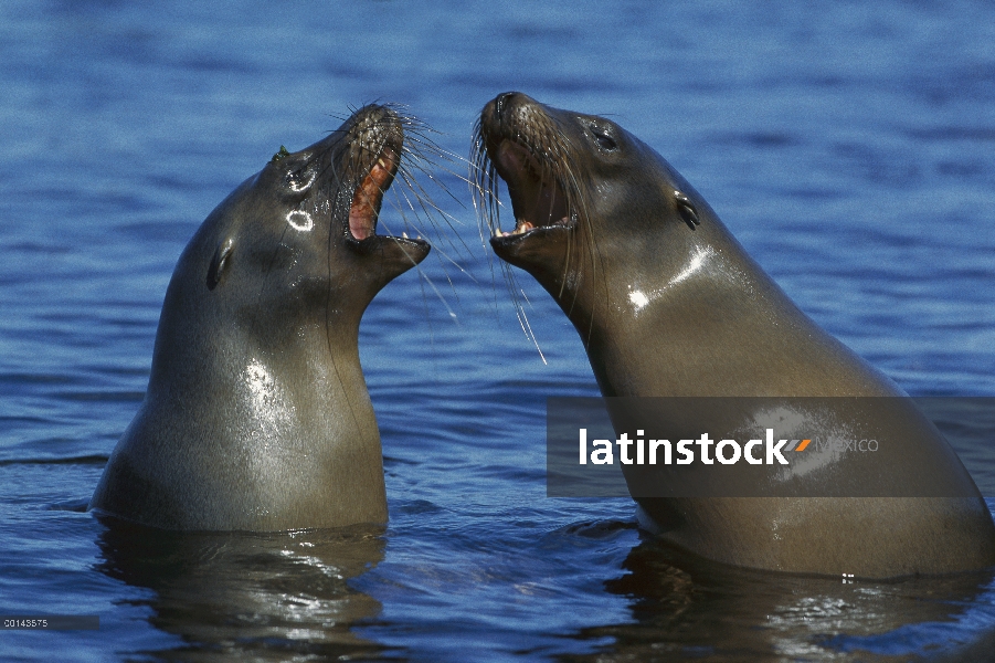 Hembras de León marino de Galápagos (Zalophus wollebaeki) socialización, Punta Espinosa, Fernandina 