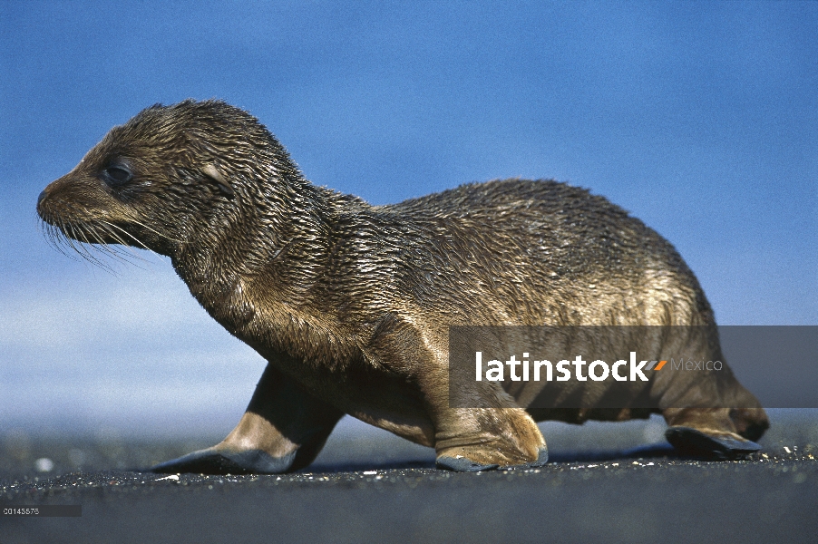 Cachorro de León marino de Galápagos (Zalophus wollebaeki) espera el regreso de la madre, Puerto Ega