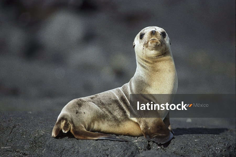 Cachorro joven León marino de Galápagos (Zalophus wollebaeki) mostrando la coloración de la piel sec