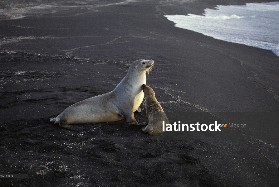 León marino de Galápagos (Zalophus wollebaeki) madre y cachorro con pelaje de oro seco, cabo Douglas