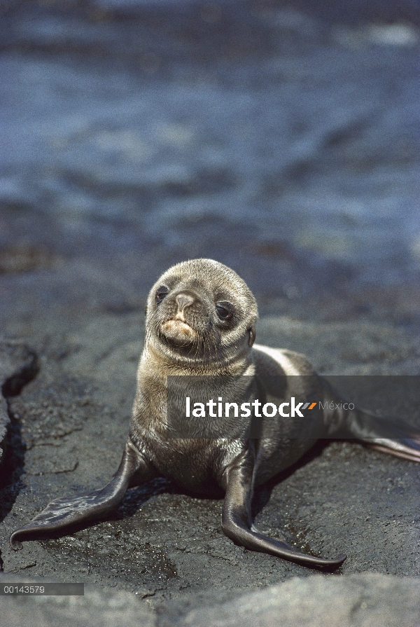 León marino de Galápagos (Zalophus wollebaeki) cachorro recién nacido, Bahía James, Isla Santiago, G