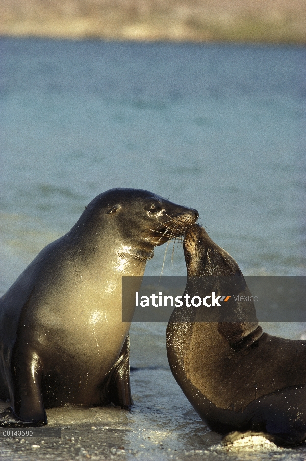 León marino de Galápagos (Zalophus wollebaeki) juvenil toros saludo, isla de Santa Fe, Galápagos, Ec