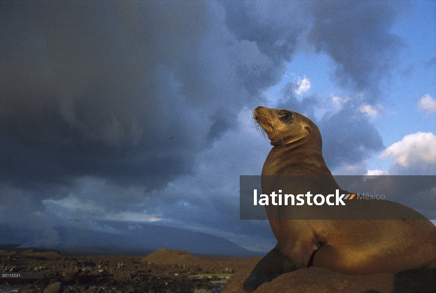 Hembra de León marino de Galápagos (Zalophus wollebaeki) con vistas al paisaje, cabo Hammond, Isla F