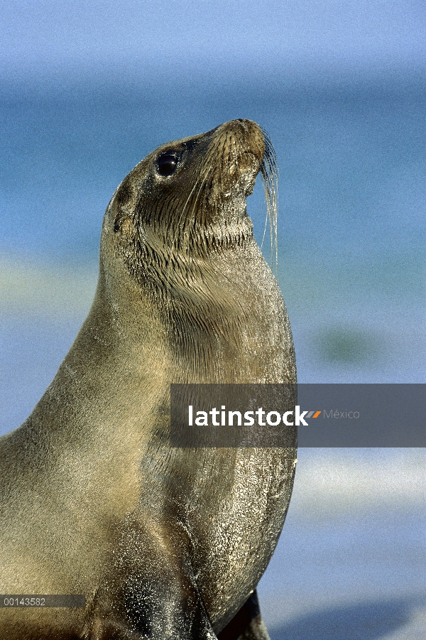 Hembra de León marino de Galápagos (Zalophus wollebaeki) en Playa coral, Bahía Gardner, isla de camp