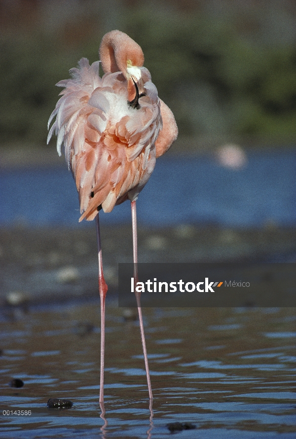 Flamenco (Phoenicopterus ruber) preening color derivado del pigmento en camarón de salmuera, Isla Rá