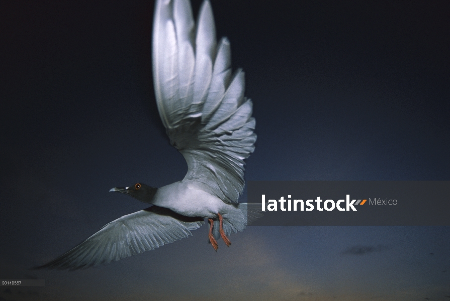 Gaviota solo nocturna y pelágicos y gaviota (Creagrus furcatus) del mundo sale al atardecer para ali