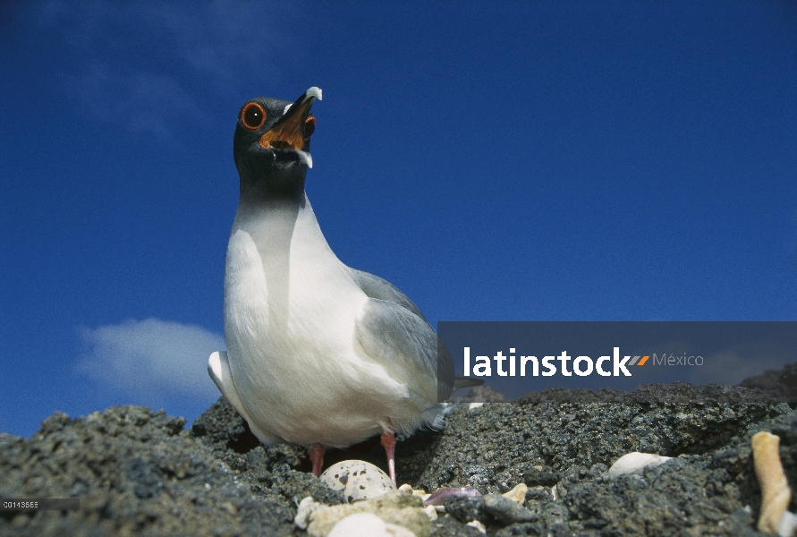 Gaviota de sólo nocturna y pelágicos de cola gaviota (Creagrus furcatus) del mundo, incubando el hue