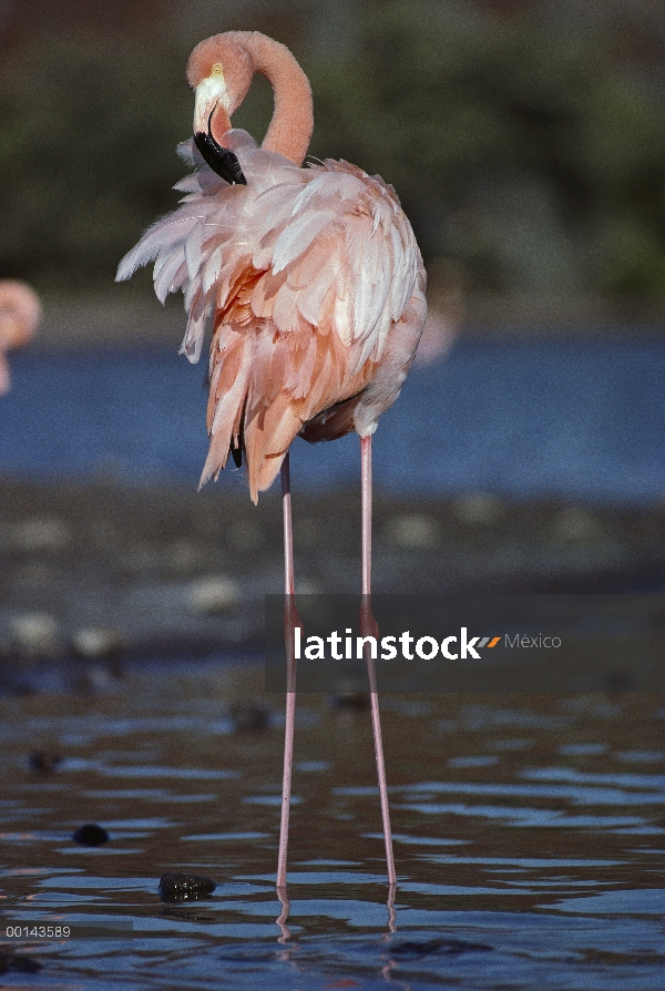 Flamenco (Phoenicopterus ruber) preening, Isla Rábida, Islas Galápagos, Ecuador