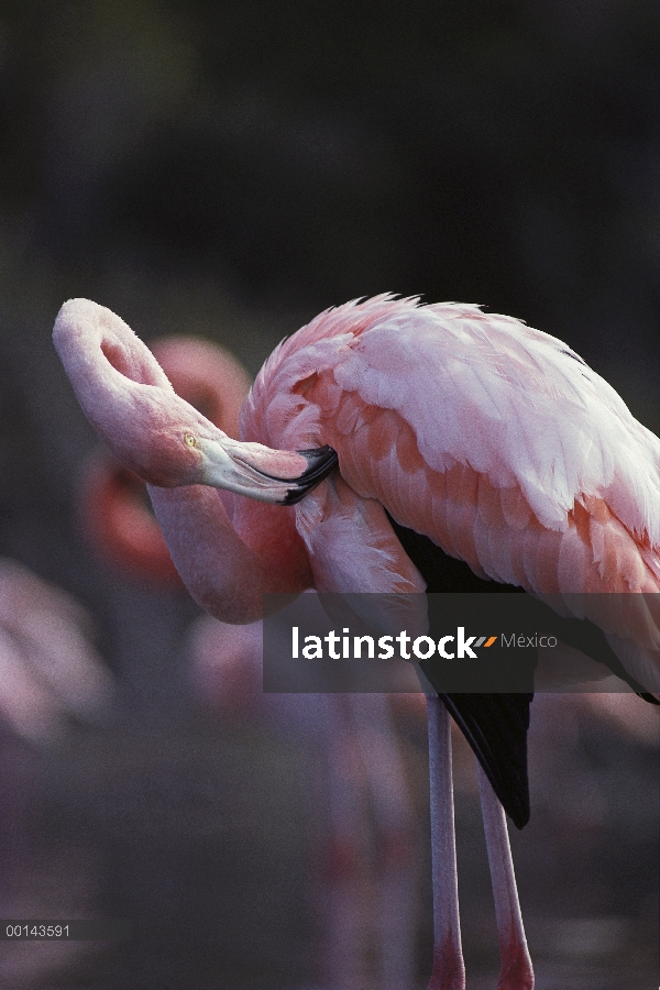 Flamenco (Phoenicopterus ruber) preening, Isla Rábida, Islas Galápagos, Ecuador