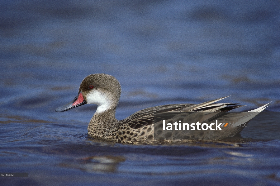 Hombre de mejillas blancas de Pintail (Anas bahamensis) en la laguna de sal, Isla Rábida, Islas Galá