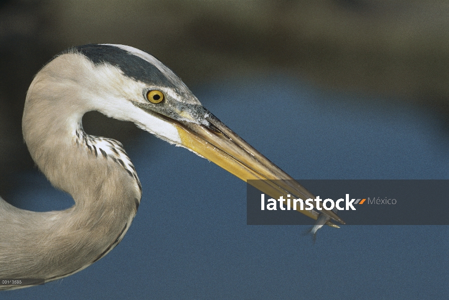 Great Blue Heron (Ardea herodias) cazando en juvenlile lisa atrapados en piscina secado, Academia Ba