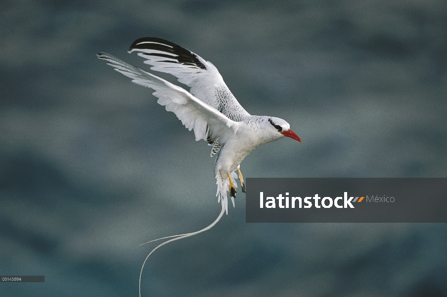 Rojo Piquirrojo (Phaethon aethereus) aterrizaje, Punta Cevallos, Isla Espanola, Galapagos Islands, E