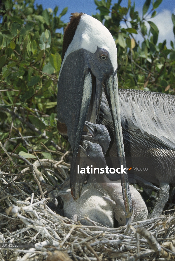 Pelícano Pardo (Pelecanus occidentalis), alimentación de polluelos por regurgitación en litoral mang