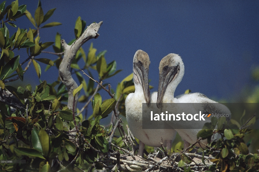 Nidifican de polluelos de Pelícano Pardo (Pelecanus occidentalis) en manglares, Punta Espinosa, Fern