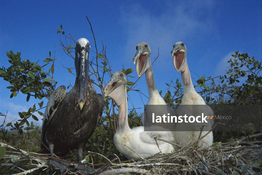 Polluelos de Pelícano Pardo (Pelecanus occidentalis) pidiendo desesperadamente alimentos del padre, 