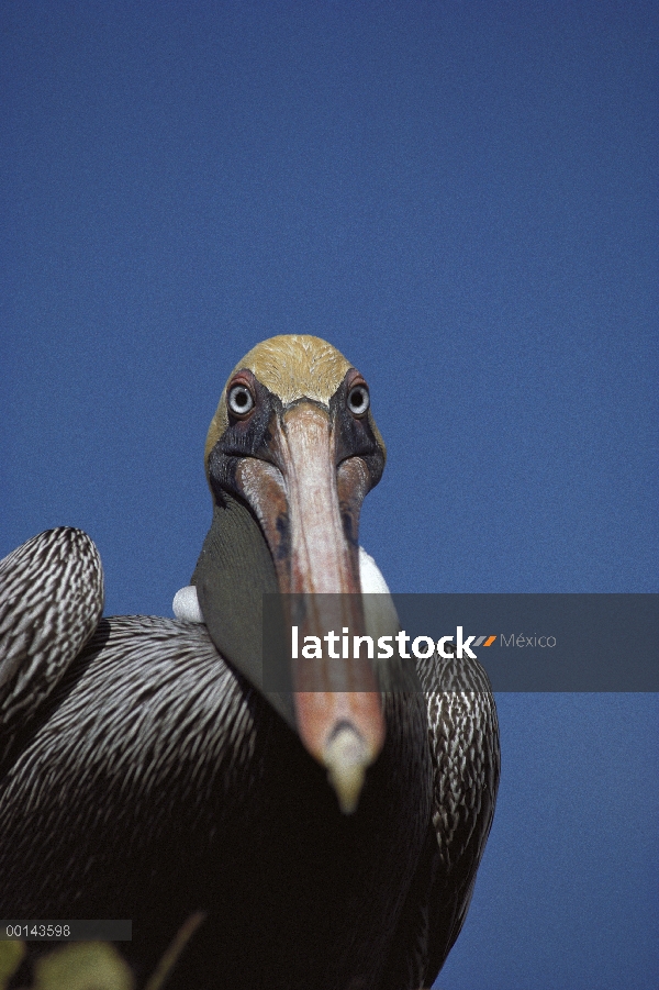 Pelícano Pardo (Pelecanus occidentalis) retrato, Tortuga Bay, isla de Santa Cruz, Islas Galápagos, E