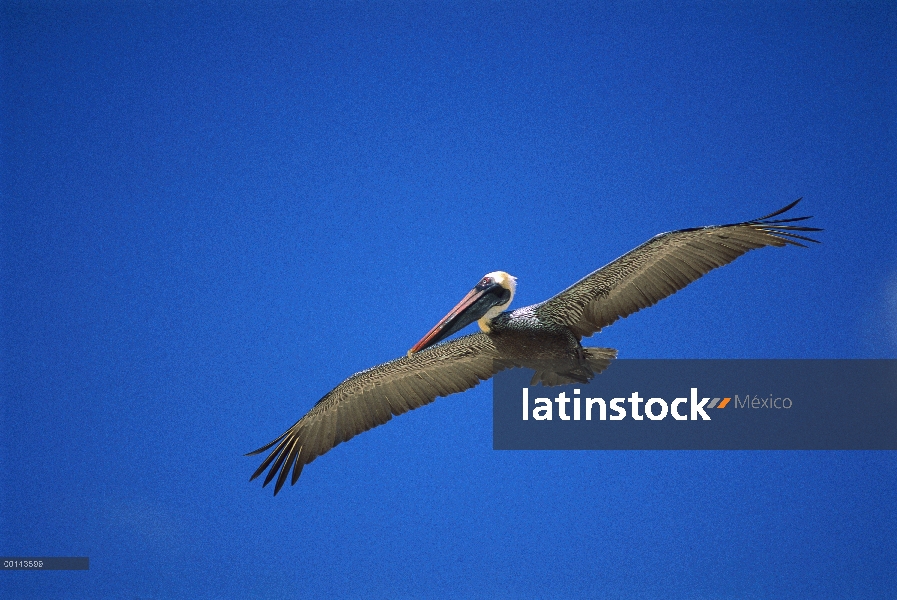 Pelícano Pardo (Pelecanus occidentalis) patrullando la costa en busca de cardúmenes, Isla Floreana, 