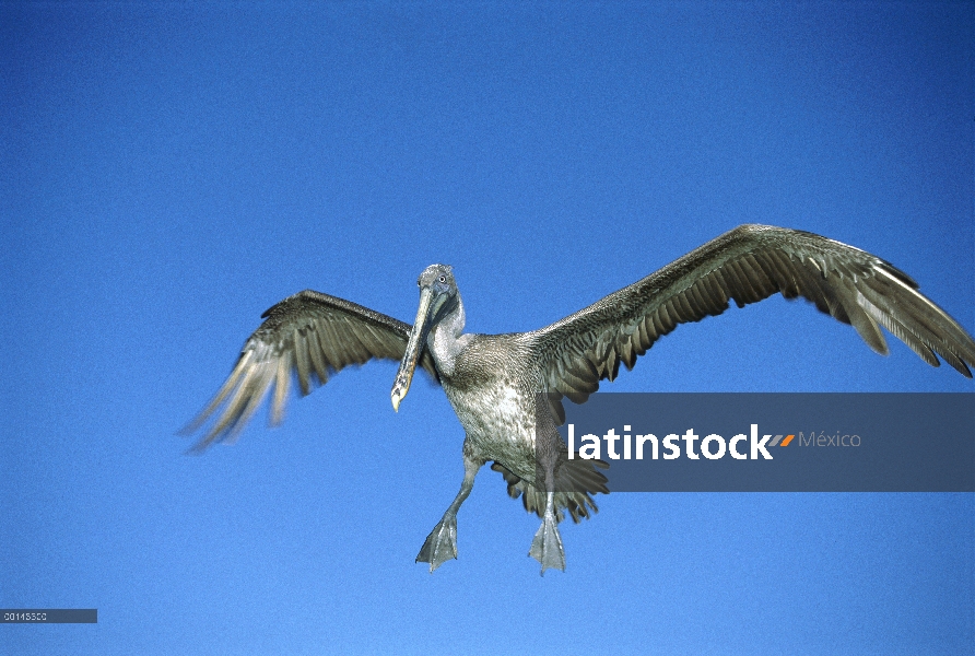 Pelícano Pardo (Pelecanus occidentalis) patrullando la costa en busca de cardúmenes, Isla Floreana, 