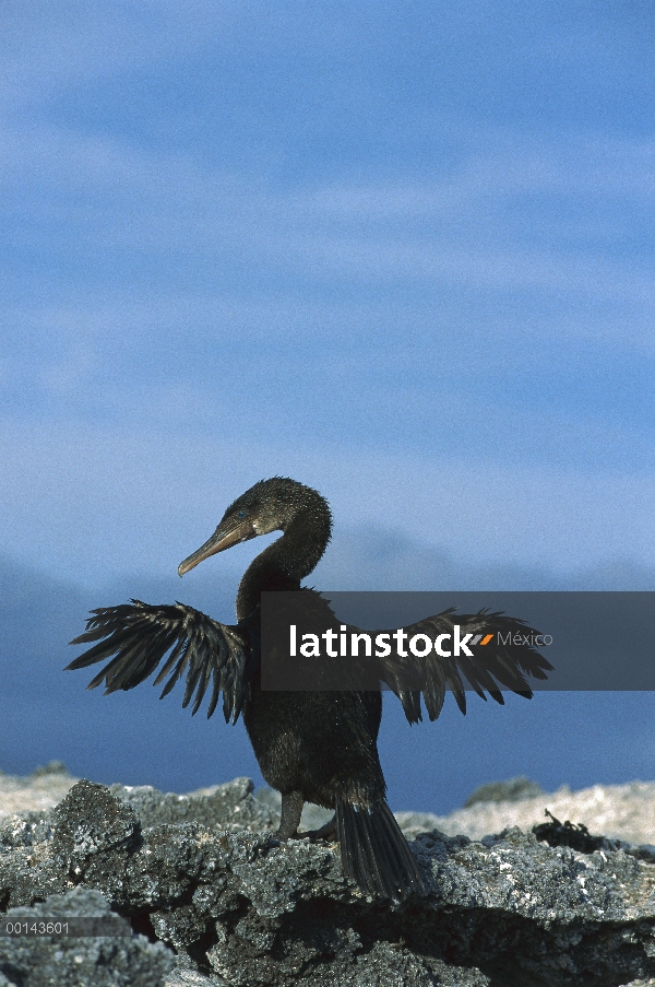 Flightless Cormorant (Phalacrocorax harrisi) secado atrofiado las alas después de alimentar el viaje