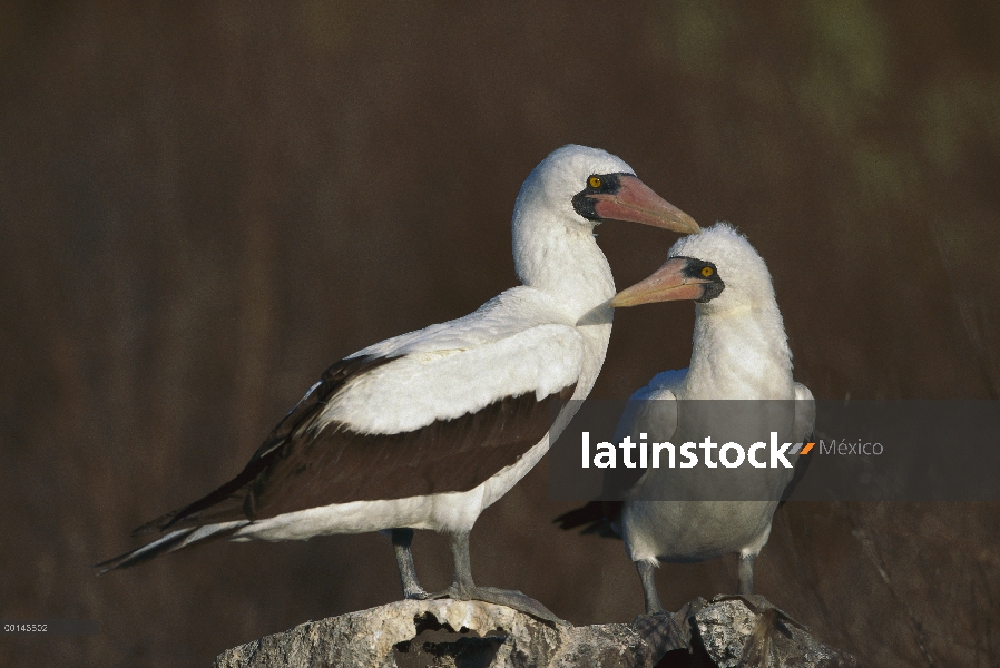 Par de Nazca Booby (Sula granti) en el nido de sitio, Isla Genovesa, Galápagos, Ecuador