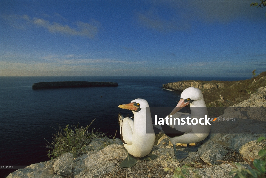 Nazca Booby (Sula granti) anidan en grandes colonias en meseta volcánica, la isla Wenman, Islas Galá