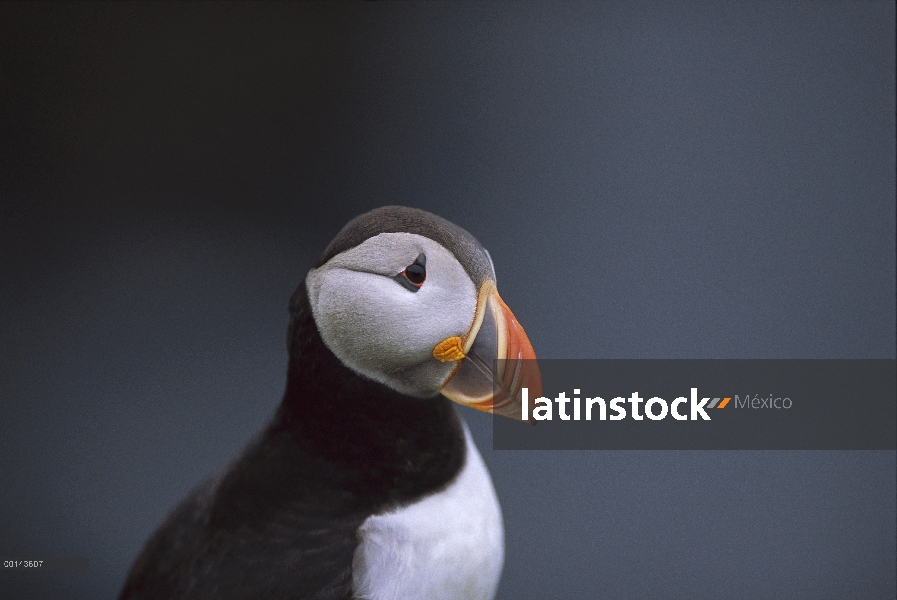 Frailecillo Atlántico (Fratercula arctica) en el borde del acantilado, Hermaness, isla de Unst, Isla