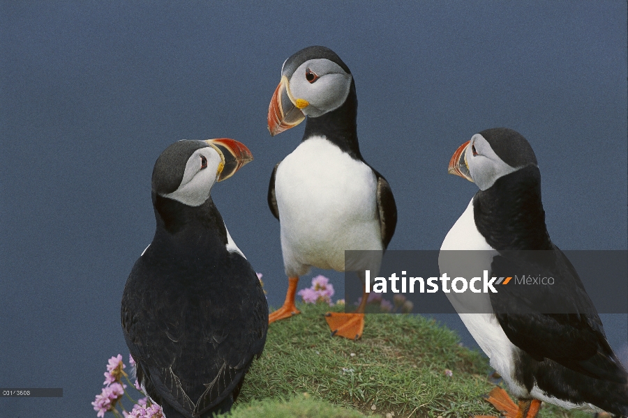 Grupo de frailecillo (Fratercula arctica) cortejo entre ahorro de mar sobre acantilado, Sumburgh Hea