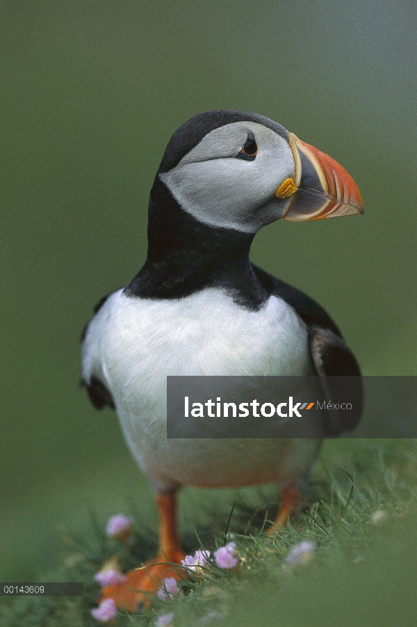 Frailecillo Atlántico (Fratercula arctica) en el borde del acantilado, Hermaness, isla de Unst, Isla