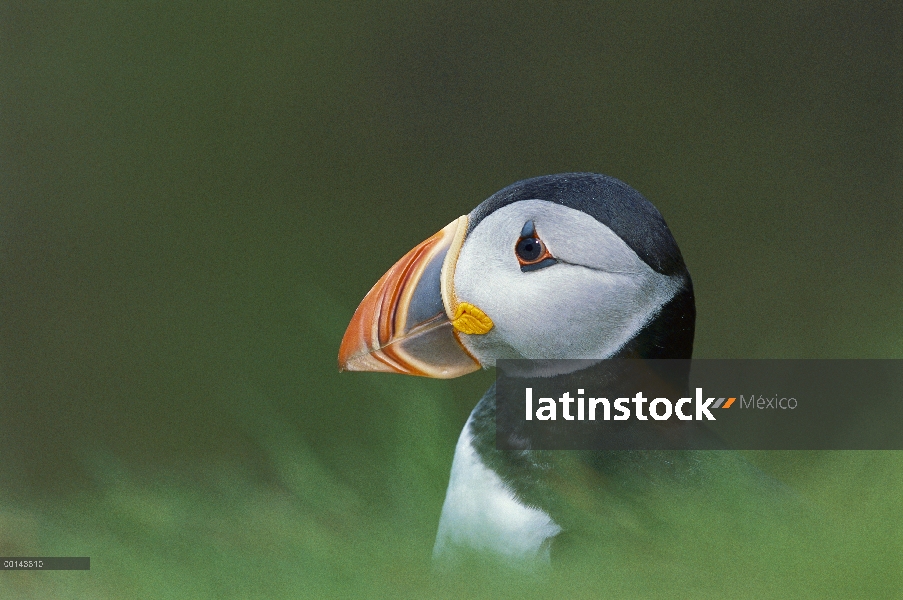 Frailecillo Atlántico (Fratercula arctica) en colores de cría completo en acantilado, Sumburgh Head,