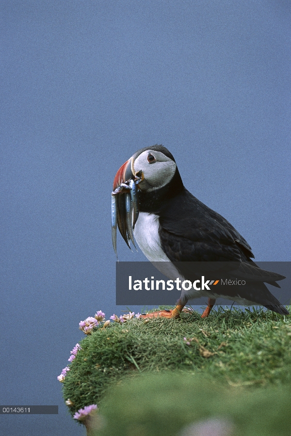 Frailecillo Atlántico (Fratercula arctica) lleva anguilas de arena detrás para anidar madriguera, He