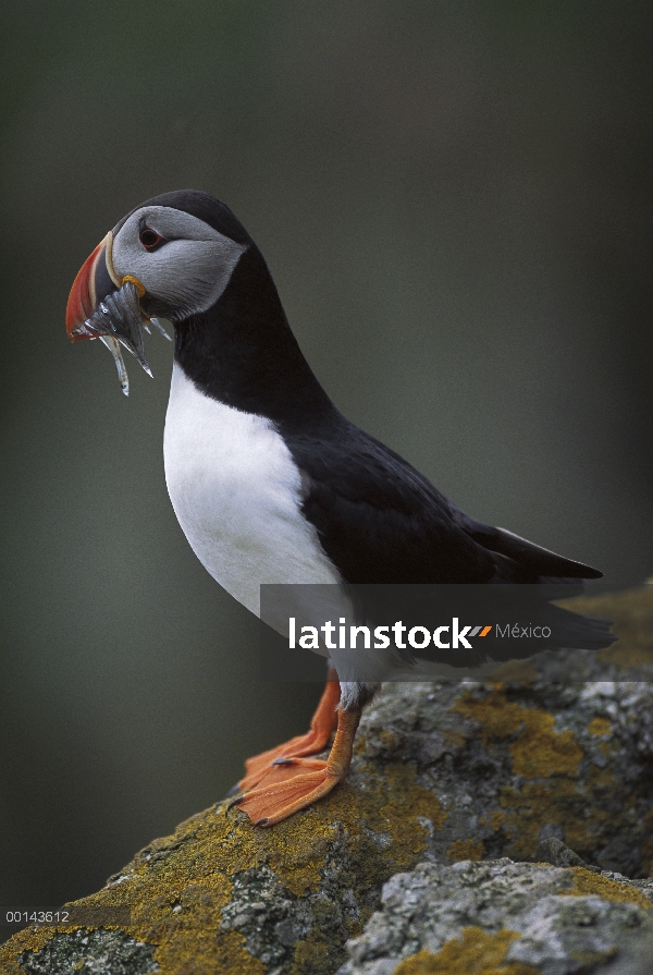 Frailecillo Atlántico (Fratercula arctica) lleva anguilas de arena detrás para anidar madriguera, He