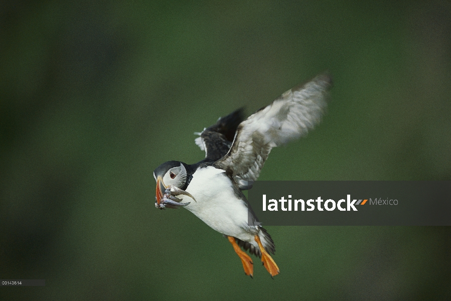 Frailecillo Atlántico (Fratercula arctica) lleva anguilas de arena detrás para anidar madriguera, is