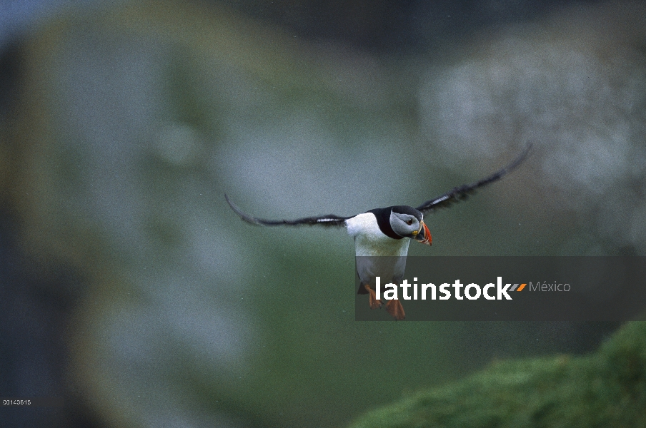 Frailecillo Atlántico (Fratercula arctica) vuelo regresan a anidar en Colonia, Hermaness, Unst Islan