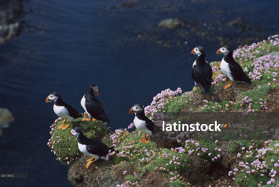 Grupo de frailecillo (Fratercula arctica) cortejo entre ahorro de mar (Armeria maritima) en el borde